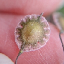 Thysanocarpus laciniatus