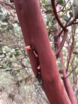 Arctostaphylos obispoensis