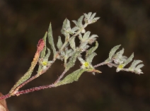 Hollisteria lanata
