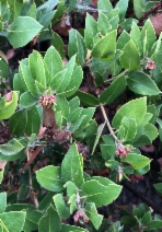 Arctostaphylos crustacea ssp. eastwoodiana