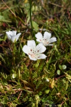 Limnanthes douglasii