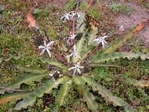 Chlorogalum pomeridianum var. divaricatum