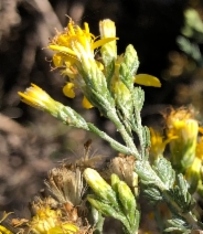 Ericameria ericoides