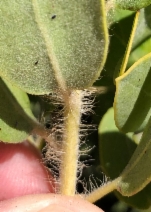 Arctostaphylos glandulosa ssp. mollis