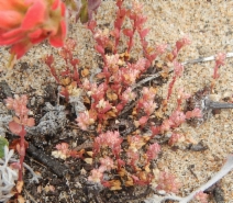 Polycarpon tetraphyllum var. tetraphyllum