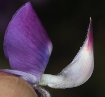 Lupinus albifrons var. collinus