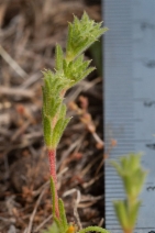 Lastarriaea coriacea