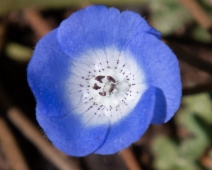 Nemophila menziesii var. menziesii