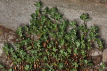 Polygonum minimum - Calflora