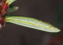 Polygonum paronychia