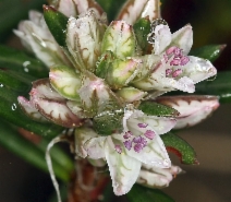 Polygonum paronychia