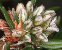 Polygonum paronychia