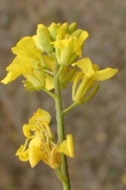 Brassica nigra