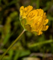 Trifolium jokerstii