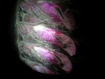 Vicia benghalensis