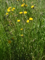 Crepis vesicaria ssp. taraxacifolia