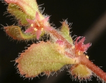 Pterostegia drymarioides