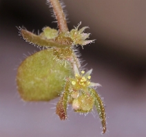 Pterostegia drymarioides