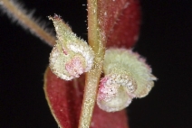 Pterostegia drymarioides