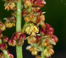 Rumex acetosella