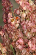 Rumex hymenosepalus