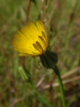 Urospermum picroides