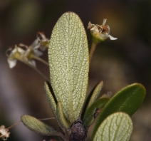 Ceanothus cuneatus var. cuneatus