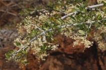 Ceanothus cuneatus
