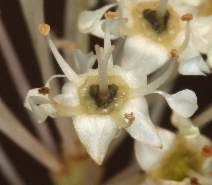 Ceanothus cuneatus var. cuneatus