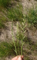Festuca perennis