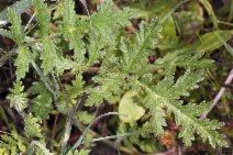 Phacelia cicutaria