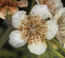 Phacelia cicutaria