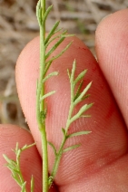 Gilia angelensis