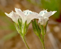 Gilia angelensis