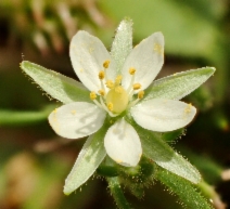 Spergularia villosa