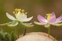 Spergularia villosa