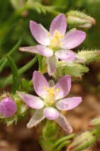 Spergularia bocconi