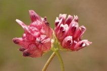 Trifolium depauperatum var. truncatum