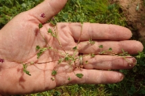 Trifolium depauperatum var. truncatum