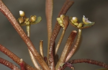 Claytonia parviflora