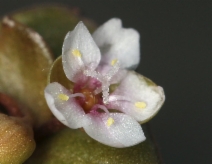 Claytonia parviflora