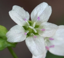 Claytonia perfoliata ssp. perfoliata