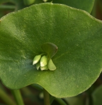 Claytonia perfoliata ssp. perfoliata