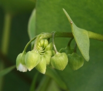 Claytonia perfoliata ssp. perfoliata