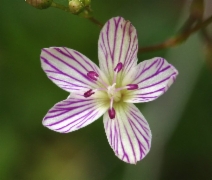 Lewisia cantelovii