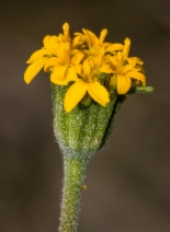 Chaenactis glabriuscula var. heterocarpha