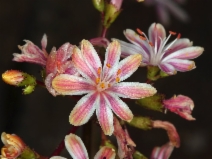 Lewisia cotyledon var. howellii
