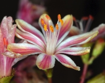 Lewisia cotyledon var. howellii