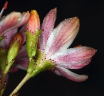 Lewisia cotyledon var. howellii