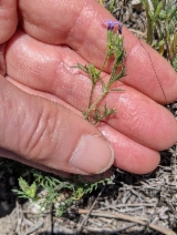 Gilia clivorum